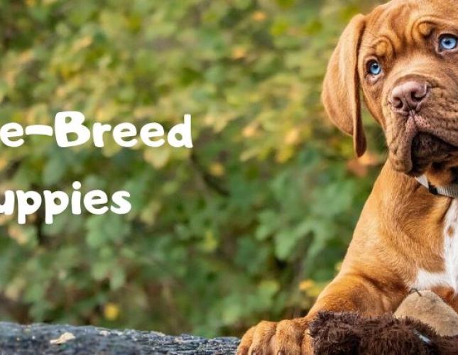 Large-Breed Puppies